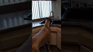 Cash 20 Great Dane drinking from the kitchen sink [upl. by Hawkie]