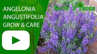 Angelonia angustifolia flowers growing and care [upl. by Crandell]