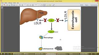 Métabolisme des lipoproteines 3 [upl. by Nairb797]