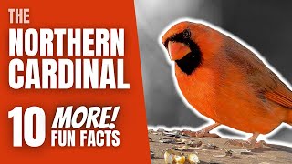 10 More FUN FACTS about the NORTHERN CARDINAL [upl. by Cimah]