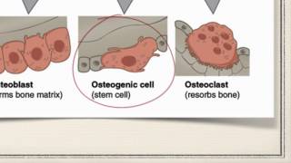 Bone Cells [upl. by Hitt]