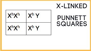 X  linked traits  Punnett Square basics [upl. by Kipp]