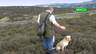 Labrador gun dog training [upl. by Lebatsirc]