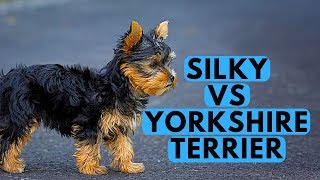 Yorkshire Terrier vs Silky Terrier Difference [upl. by Karleen]