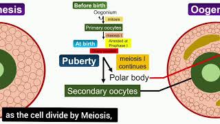 Oogenesis Animation [upl. by Atiuqehs]