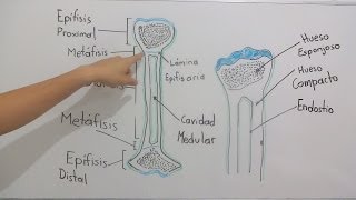 Estructura ósea [upl. by Couchman]
