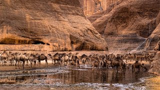 Guelta dArchei  Ennedi Chad [upl. by Nyletak]