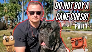 CANE CORSO  SHOULD YOU GET ONE Part 1 [upl. by Rowan307]