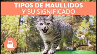 Maullidos de los gatos y su SIGNIFICADO [upl. by Victoria]