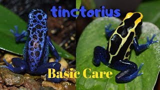 Dart Frog Care Series Part 1 Dendrobates tinctorius [upl. by Leeann]