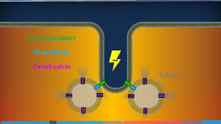 Istologia 40  Muscolare striato scheletrico [upl. by Otrebogad]