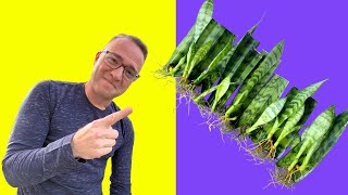 Secrets to Snake Plant Propagation How to Propagate Sansevieria [upl. by Frayne]