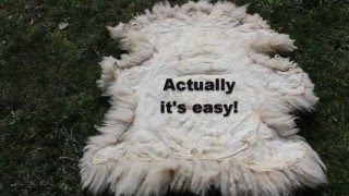 Tan a Sheepskin  Easy Way [upl. by Marl]