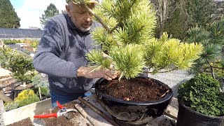 Planting Conifers in Pots  Dwarf Conifer Container Gardening [upl. by Mary]