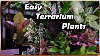 Plants For Terrariums  Terrarium Tuesday [upl. by Acnairb]