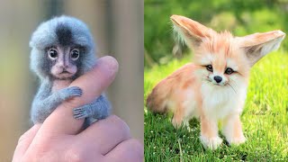 15 Cutest Exotic Animals You Can Own As Pets [upl. by Eitsirhc]