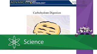 Carbohydrate Digestion [upl. by Bill]