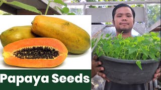 HOW TO PLANT PAPAYA SEEDS  Lets Dong it [upl. by Davilman359]