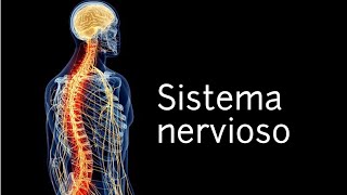 El sistema nervioso  Ciencias Naturales [upl. by Constancia411]