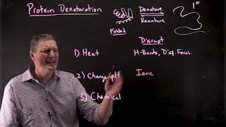 Protein Denaturation [upl. by Ethan559]