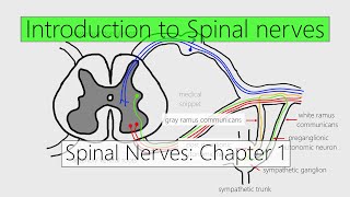 Spinal Nerves Introduction  Nervous system  4K  Chapter 1 [upl. by Okir]