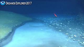 Okeanos Explorer Video Bite Newly Discovered Brine River Captivates NOAA Scientists [upl. by Ethelda226]