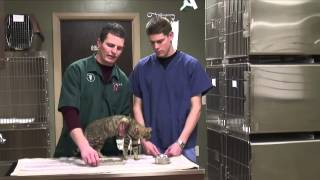 How to Tell if Your Cat Has a Bladder Infection [upl. by Ynaitirb]