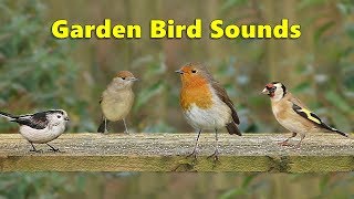 Garden Bird Sounds Spectacular  8 HOURS ✅ [upl. by Eniawd168]