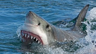 Meet the great white shark  Oceana [upl. by Bowerman927]