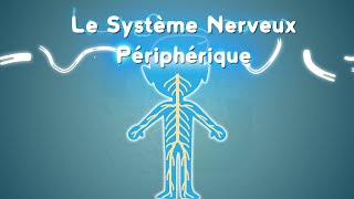 Neurolexique 3  Le Système Nerveux Périphérique [upl. by Llehsal817]