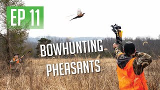 PHEASANT HUNTING WITH OUR BOWS [upl. by Goltz]