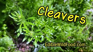 Cleavers Identification Edible and Medicinal Cleavers [upl. by Thalia192]