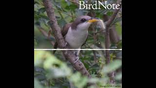 Yellowbilled Cuckoo — Rain Crow [upl. by Soigroeg]