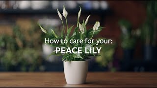 How to care for your Peace Lily  Grow at Home  RHS [upl. by Llenaj]