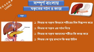 Structure and function of liver in bangla  How liver remove poison in bangla  Liver in bangla [upl. by Ynnohj389]