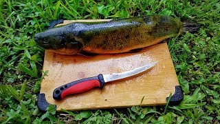 Catch And Cook Bowfin Mudfish Dogfish EXTREMELY SUPRISING OUTCOME [upl. by Nelan380]