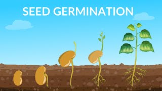 Seed Germination  How Does A Seed Become A Plant [upl. by Ansev]