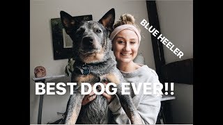 AUSTRALIAN CATTLE DOG EVERYTHING YOU NEED TO KNOW ABOUT BLUE HEELERS [upl. by Demmer]