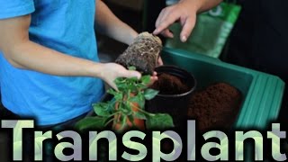 How to Transplant Plant to a Larger Pot [upl. by Ainadi]