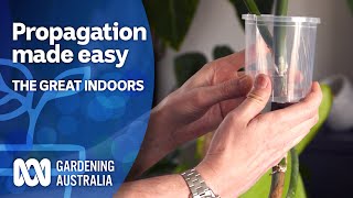 Multiply your plants with propagation  The Great Indoors  Gardening Australia [upl. by Ferdinanda]