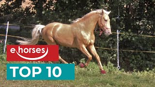 Top 10 Lusitanos Horses [upl. by Samford]