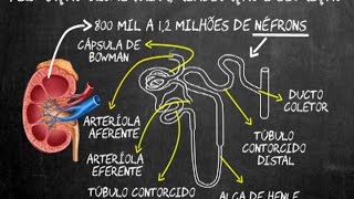 Filtração glomerular reabsorção e secreção [upl. by Nerissa]