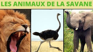 Les animaux de la savane  lallure et les cris [upl. by Angadreme]