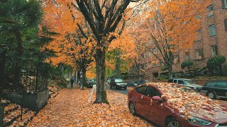 Portland Rain Walk Peak Autumn Northwest District Binaural Audio 4k [upl. by Cuthburt653]