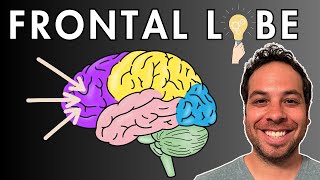 The Frontal Lobe  Location and Function [upl. by Sivie]