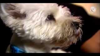 Animal Planet Dogs 101  West Highland White Terrier [upl. by Annora695]