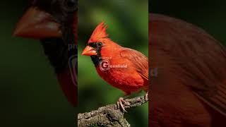 Cardinal Bird Song  Northern Cardinal Song [upl. by Aihsikal436]