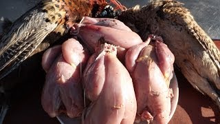 How To Prepare And Cook A PheasantPart 1 Bird Preparation [upl. by Rehtse]