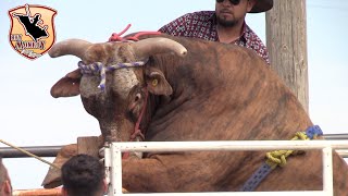 Martinez Ranch La 1de Texas¡¡ llega al Sheriffs Posse Grounds Salinas CA2019 [upl. by Nylia]