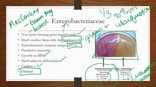 Enterobacteriaceae [upl. by Lutim458]